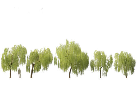Salix babylonica - Weeping willow 07 3D Model