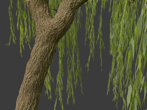 Salix babylonica - Weeping willow 07 3D Модель
