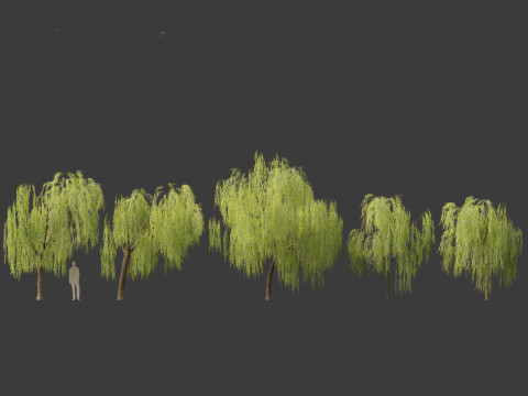 Salix babylonica - Weeping willow 07 3D Модель