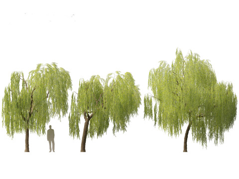 Salix babylonica - Weeping willow 07 3D Модель