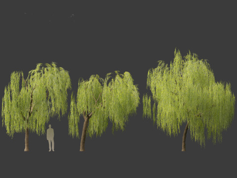Salix babylonica - Weeping willow 07 3D Модель