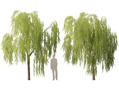 Salix babylonica - Weeping willow 07 3D Модель