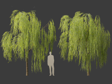 Salix babylonica - Weeping willow 07 3D Модель