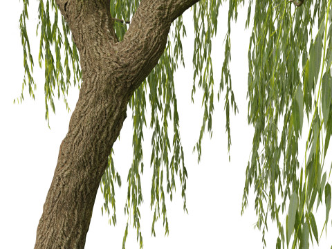 Salix babylonica - Weeping willow 07 3D Модель