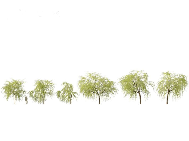 Salix babylonica - Weeping willow 08 Modelo 3D .c4d .max .obj .3ds .fbx .stl .blend 