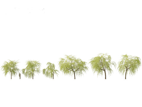 Salix babylonica - Weeping willow 08 3D Модель