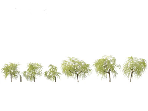 Salix babylonica - Treurwilg 08 3D Model
