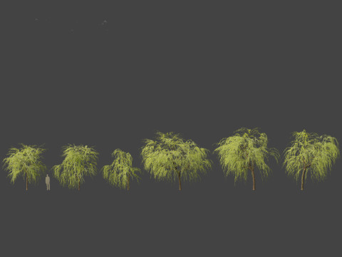 Salix babylonica - Weeping willow 08 Modelo 3D