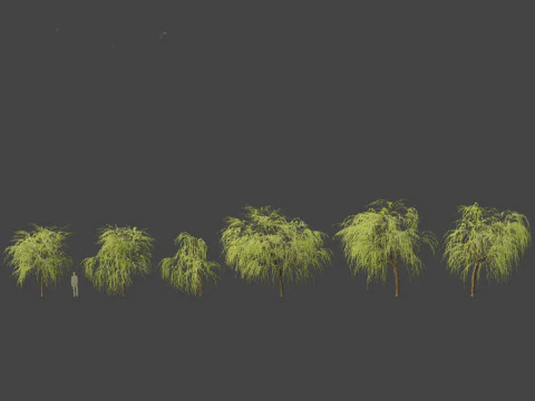 Salix babylonica - Weeping willow 08 3D Model