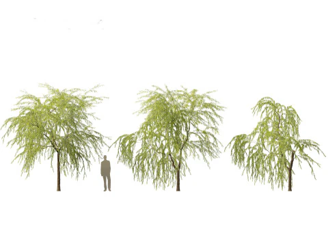 Salix babylonica - Weeping willow 08 3D Model