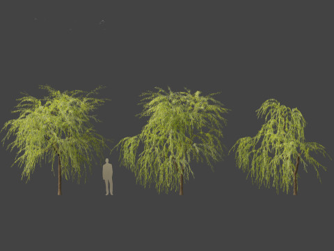 Salix babylonica - Weeping willow 08 Modelo 3D