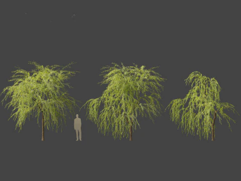 Salix babylonica - Weeping willow 08 3D Model