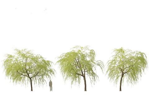Salix babylonica - Weeping willow 08 3D Model