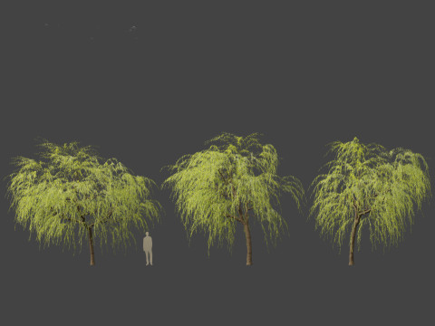 Salix babylonica - Weeping willow 08 Modelo 3D