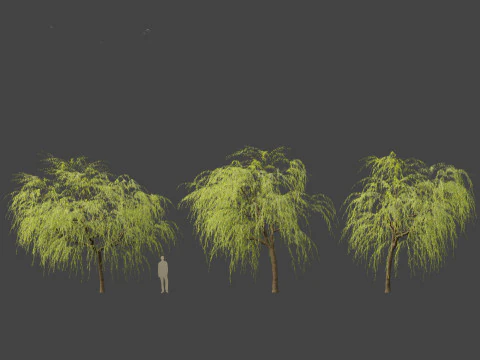 Salix babylonica - Weeping willow 08 3D Model