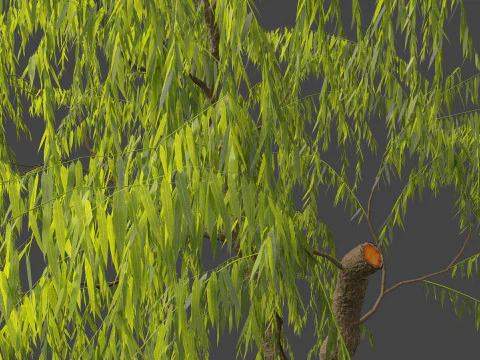 Salix babylonica - Weeping willow 08 3D Model
