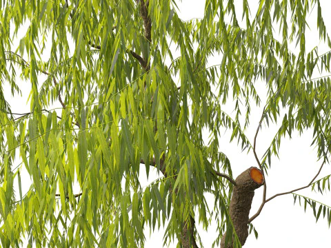 Salix babylonica - Weeping willow 08 3D Model