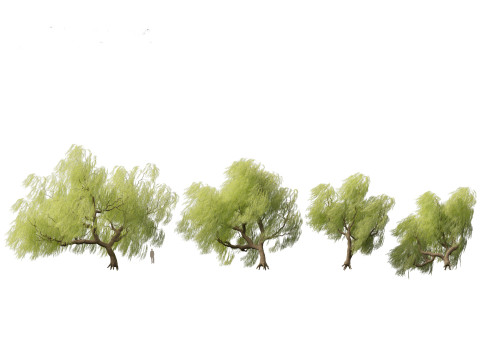 Salix babylonica - Weeping willow 09 3D Model