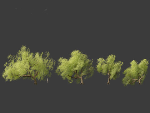Salix babylonica - Weeping willow 09 3D Модель