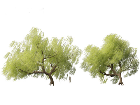 Salix babylonica - Weeping willow 09 3D Модель