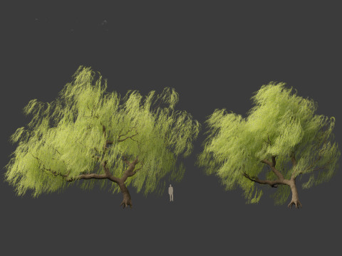 Salix babylonica - Weeping willow 09 3D Модель