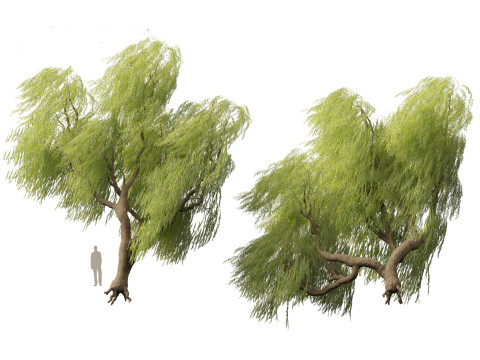 Salix babylonica - Weeping willow 09 3D Модель