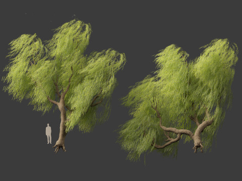 Salix babylonica - Weeping willow 09 3D Модель