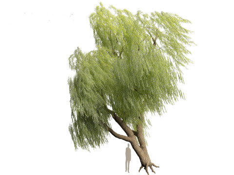 Salix babylonica - Weeping willow 09 3D Модель