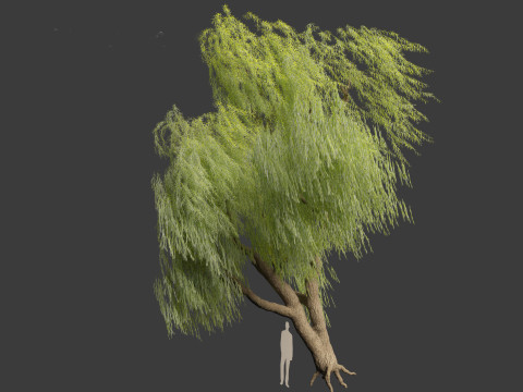 Salix babylonica - Weeping willow 09 3D Модель
