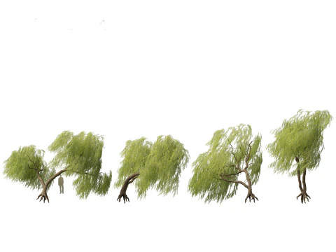 Salix babylonica - Treurwilg 10 3D Model