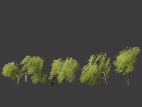 Salix babylonica - Weeping willow 10 3D Model