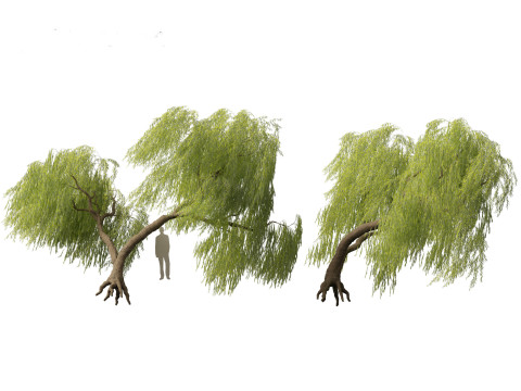 Salix babylonica - Weeping willow 10 Modelo 3D