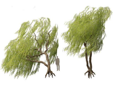 Salix babylonica - Weeping willow 10 Modelo 3D