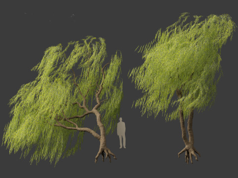 Salix babylonica - Weeping willow 10 Modelo 3D