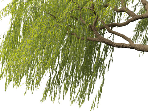 Salix babylonica - Weeping willow 10 Modelo 3D