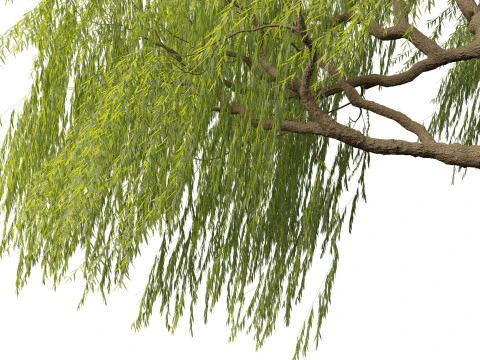 Salix babylonica - Weeping willow 10 3D Model