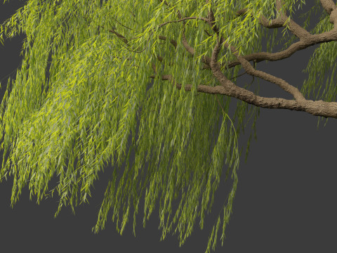 Salix babylonica - Weeping willow 10 Modelo 3D