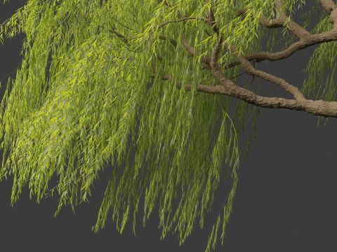 Salix babylonica - Weeping willow 10 3D Model