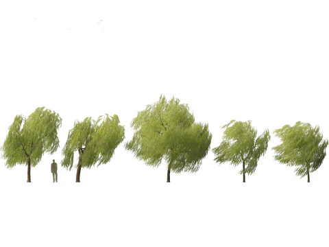 Salix babylonica - Treurwilg 11 3D Model