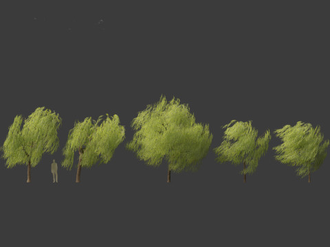 Salix babylonica - Weeping willow 11 3D Model
