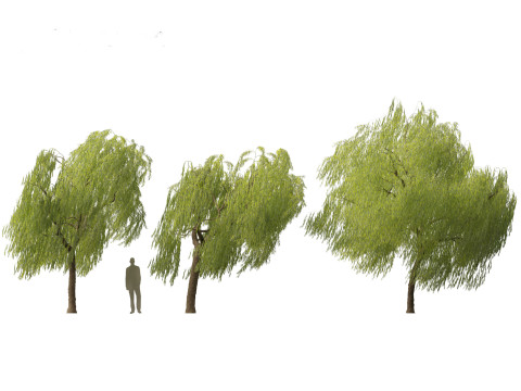 Salix babylonica - Weeping willow 11 3D Model