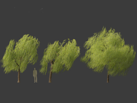 Salix babylonica - Weeping willow 11 3D Model
