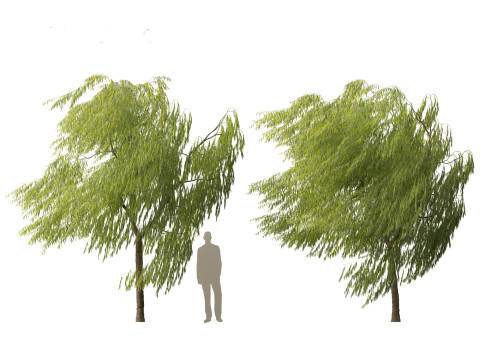 Salix babylonica - Weeping willow 11 3D Model