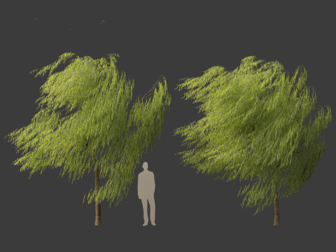 Salix babylonica - Weeping willow 11 3D Model