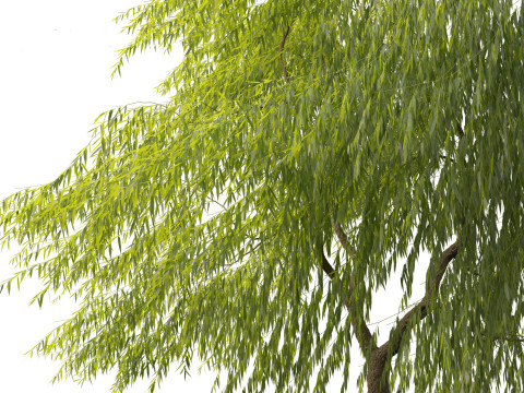 Salix babylonica - Weeping willow 11 3D Model