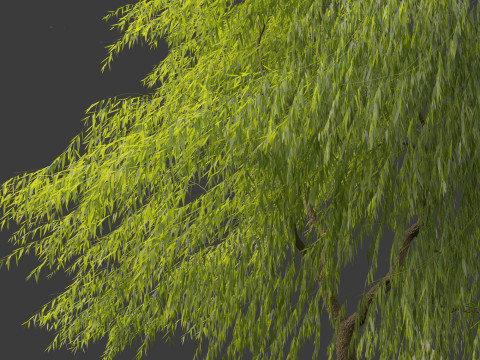 Salix babylonica - Weeping willow 11 3D Model
