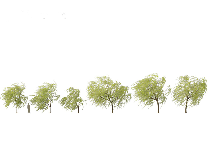 Salix babylonica - Weeping willow 12 3D Model .c4d .max .obj .3ds .fbx .stl .blend 