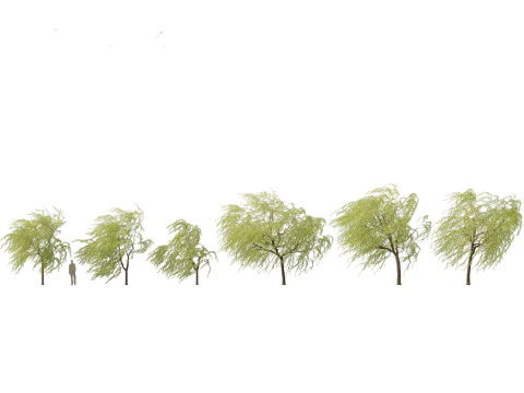 Salix babylonica - Treurwilg 12 3D Model
