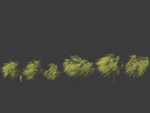 Salix babylonica - Weeping willow 12 3D Model
