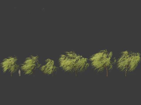 Salix babylonica - Weeping willow 12 3D Model